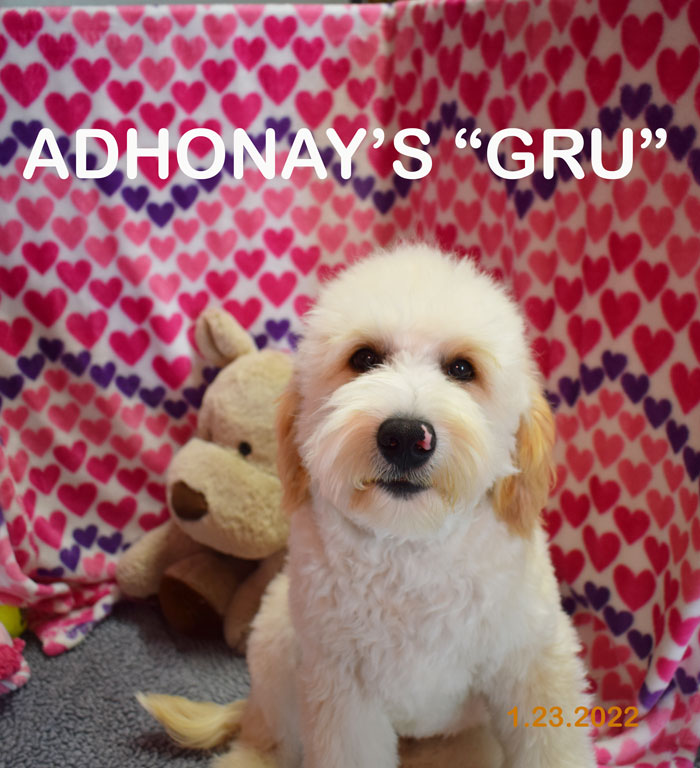 australian labradoodle